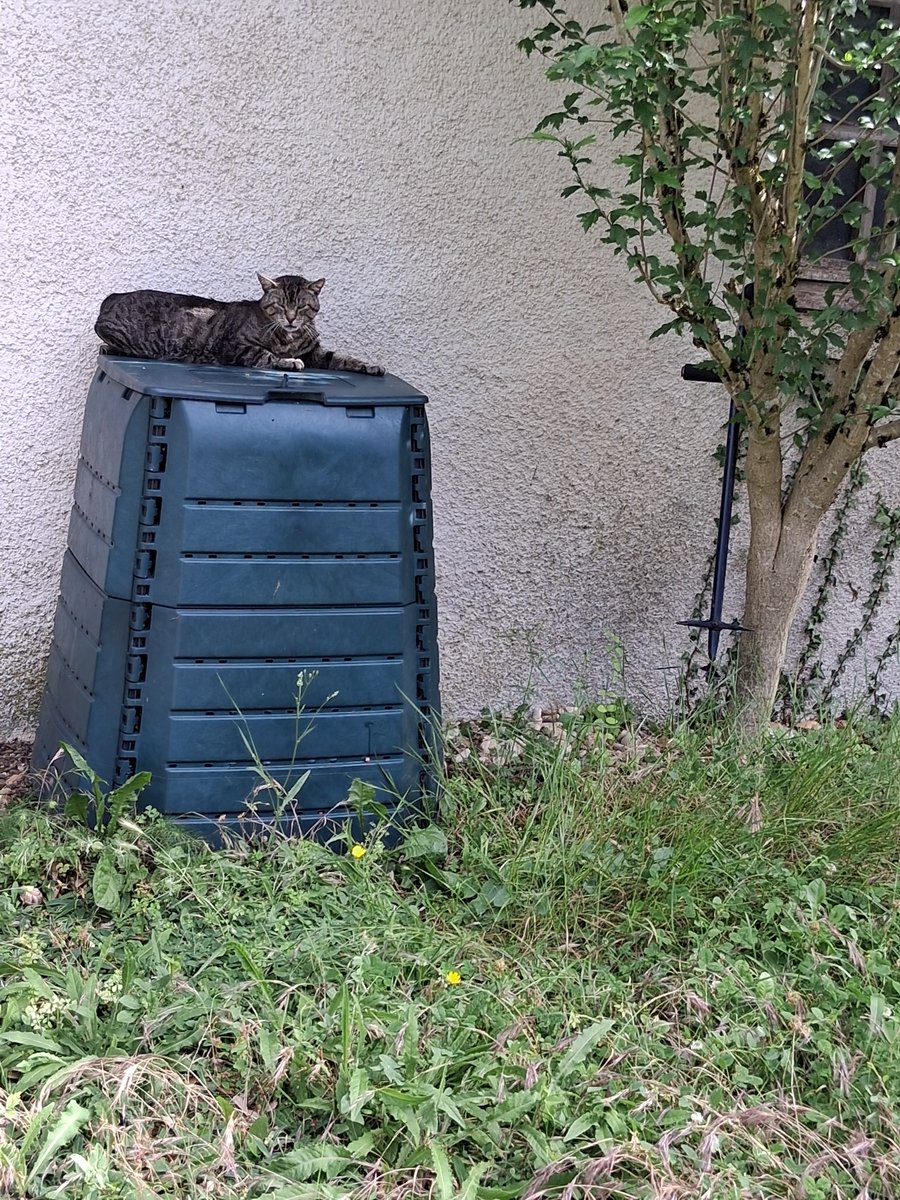 francette_novi's tweet photo. On est pas bien là , sur le bac à compost ?
Tigrou le squatter https://t.co/hBB7qdoVlZ