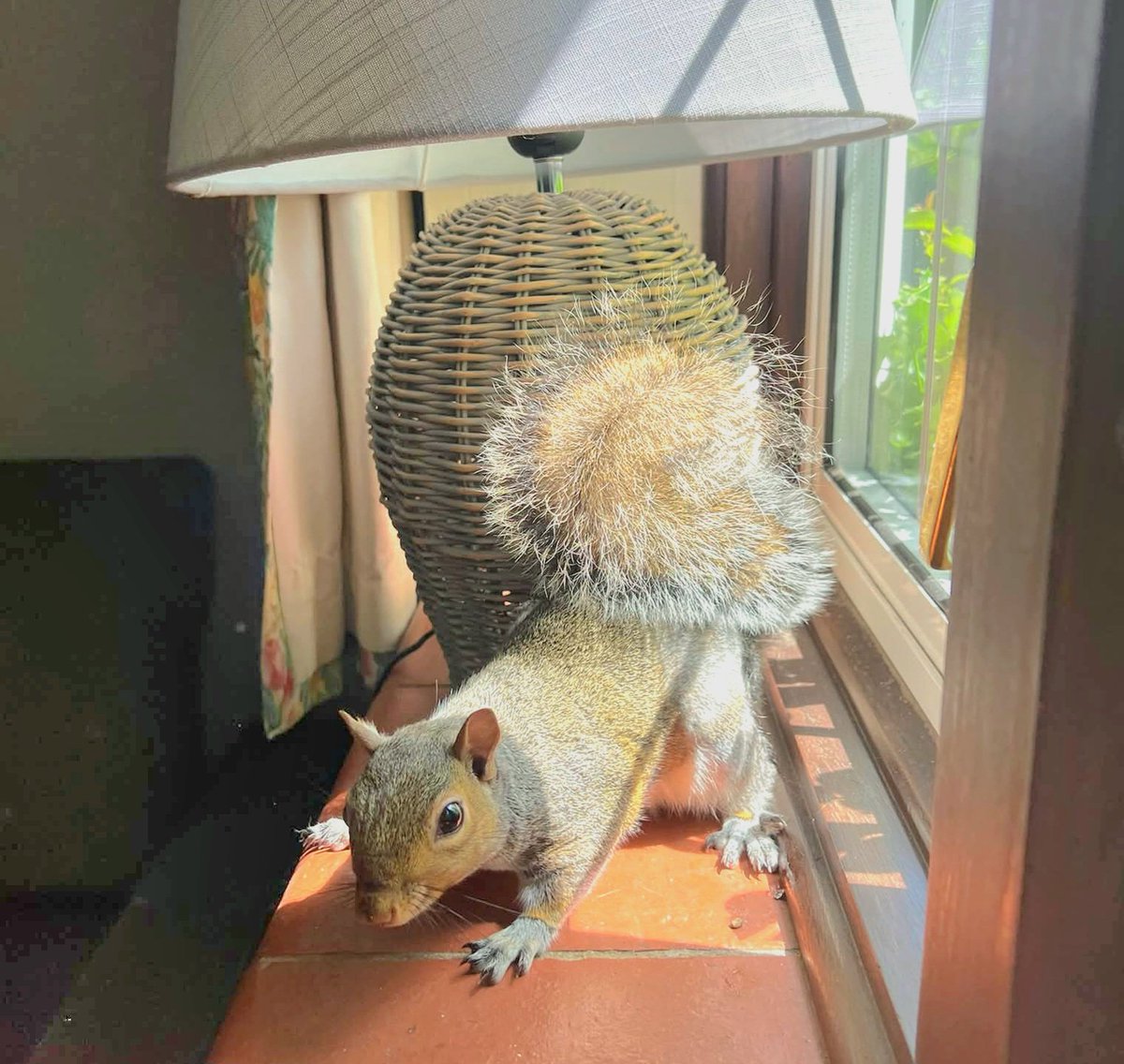 squirrels_urban's tweet photo. OUR LICENCE IS UP FOR RENEWAL!
The licence itself is free, but the obligatory vet inspection is not... 
https://t.co/WKEBbyuvBH
The visit to two site, one hour's drive apart, and filling in the paperwork, by the wildlife specialist vet whom we work with, cost us £530. :(
All the paperwork (our forms and the vet forms, as well as photos) for the two sites has now been sent off to Natural England. But the hole in our budget remains. If you could help us to fill it, we would be really really grateful.