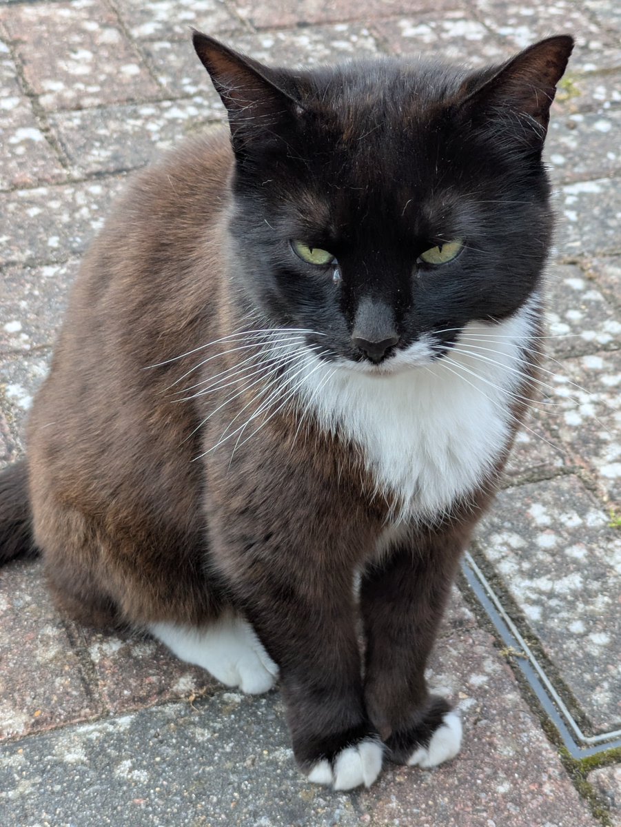 piers_renfree's tweet photo. Sharpey cat this evening. He showed up very quickly, think he may have been waiting for me.

#Sharpey #Cat #Pet https://t.co/KQtjQs9Stp