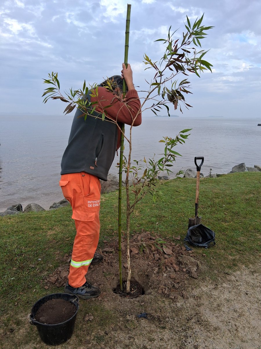 maddalenauy1050's tweet photo. El cuidado del ambiente nos obliga colectivamente a pensar y conectar con nuestro entorno, de manera  responsable y con perspectiva humanista. Gestionar los espacios públicos, es un desafío sostenido. Hoy en el Día Mundial del Ambiente plantamos árboles en equipo! @IntColonia https://t.co/FW120jupO5