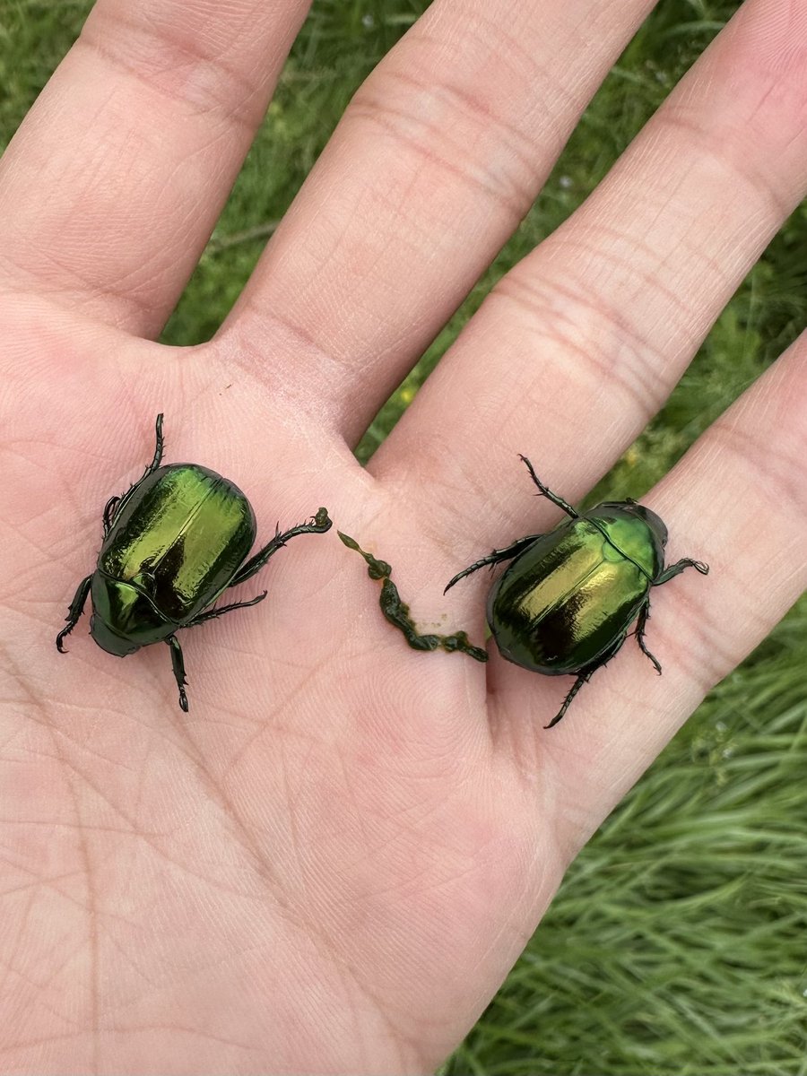 HuiSt's tweet photo. he shit is green for an amazing reason https://t.co/aVmxGlyN3j