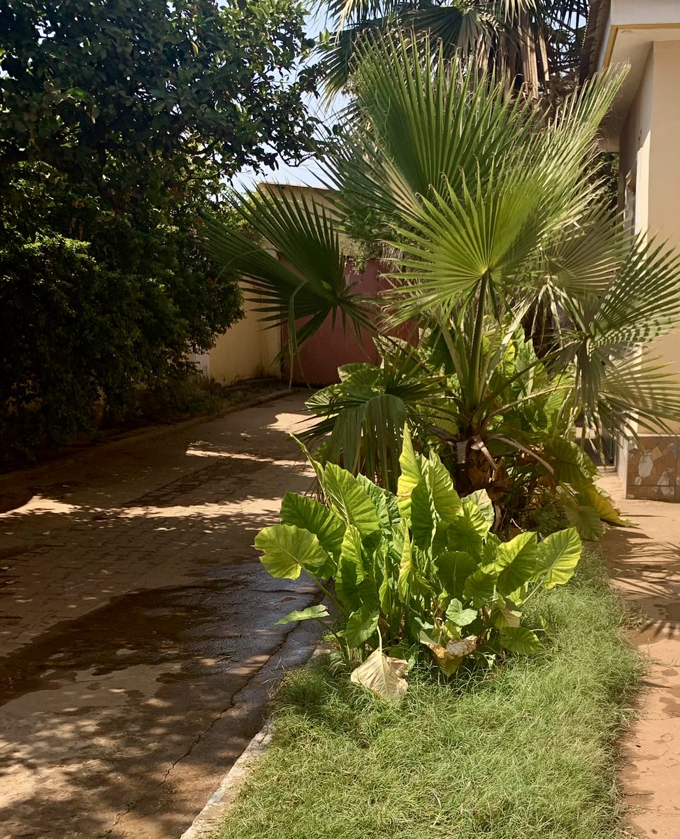 CorneillChabala's tweet photo. En cette journée mondiale de l’environnement, un petit geste pour la nature : arroser le jardin de la parcelle. 🌿

Bonne journée de l’environnement à tous ! 🌱 https://t.co/fctuMeqflq