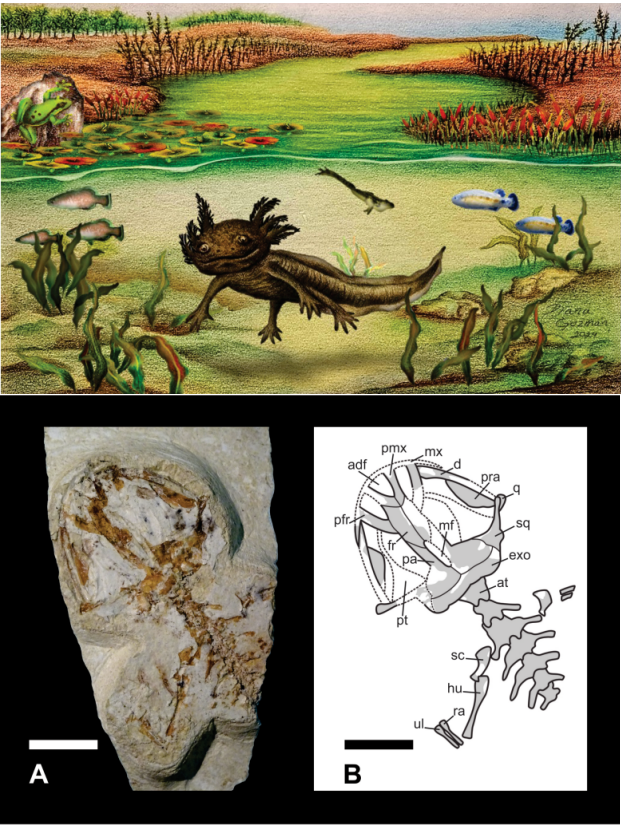 PalaeoE's tweet photo. #Axolotls have become famous in recent years due to pop culture, but a recent study shows they have been around #Mexico since the #Pliocene. A gorgeous new #fossil species has been discovered, named Ambystoma quetzalcoatli. We hope you like it a’lotl! https://t.co/oiaG4Dcaj9