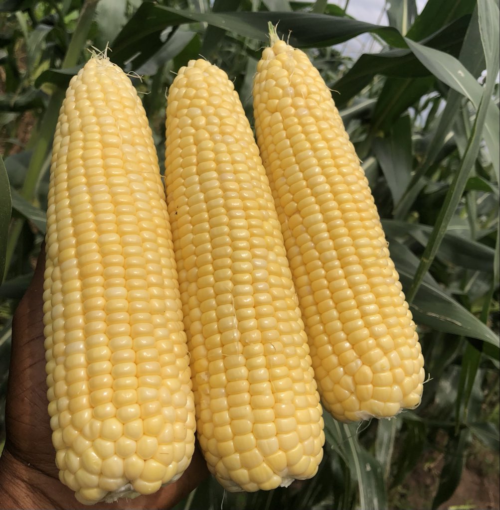 MOSH_SALAM's tweet photo. Today at day 65, we harvested. Fresh beautiful sweet sweetcorn. 5 cobs =  2kg https://t.co/EMwbKOutvI