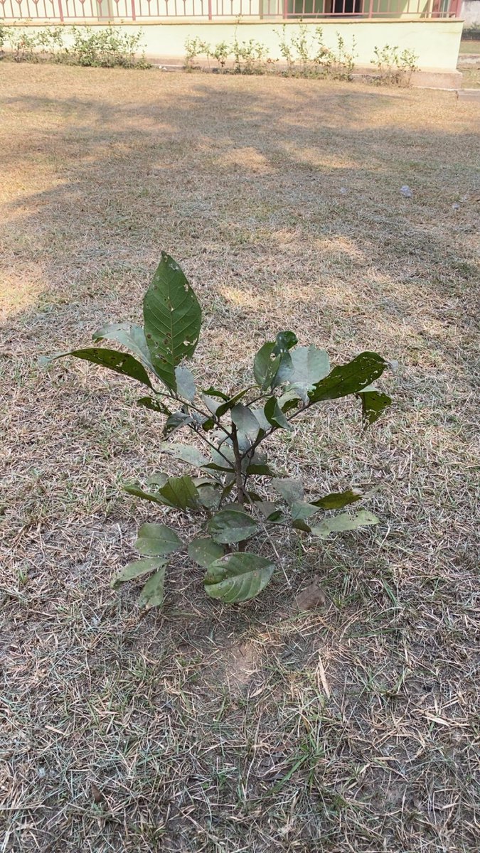 TheAkosahEmma's tweet photo. Today, I decided not to plant a new tree to mark the World Environmental Day but to check the progress of a tree that I planted 3 years ago at the Forestry Commission Training Centre.
I am happy that the tree has been preserved even in my absence.
#WorldEnvironmentalDay https://t.co/9TRDeCKFuc