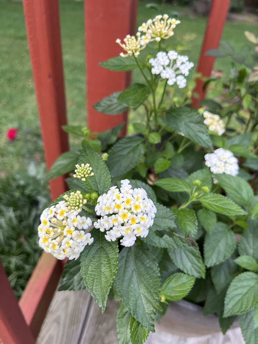 SeeLoveFollow's tweet photo. #FlowersOnFriday
White lantana https://t.co/GZyXcQH1W2