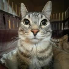 doIIares's tweet photo. @earthcurated He reminds me of Zazu, what's his name?? https://t.co/L9IcCOaaHu