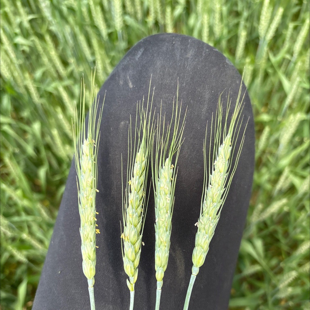 Central_ON_FS's tweet photo. At Central Ontario FS, we don’t guess T3 timing—we scout it. A well-timed T3 application helps protect yield, reduce DON, and maintain grain quality. 🌱🚶‍♀️‍➡️ 🚜
https://t.co/h5ApoIQy04 #Wheat #FSAgronomy #CropProtection #T3 #ONTag #CropScouting #ProfessionalApplication https://t.co/KH4FSVWuGT