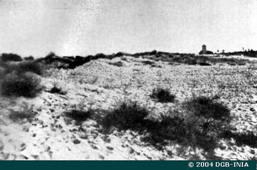 JMerino28945337's tweet photo. "Excursión de los Ingenieros de Montes del Servicio Forestal de Segovia al desierto de Hontalbilla" (1951) Así reza el pie de foto que inmortaliza la visita de los técnicos a una duna que amenazaba las tierras de cultivo (fijación de dunas interiores) (CENEAM) https://t.co/x9uaATxLIN