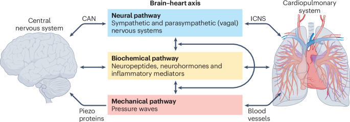 DKasteler's tweet photo. Your heart doesn't just get stronger when you train. It rebuilds the nervous system controlling your heartbeat. 10 weeks. Moderate exercise. University of Bristol. Here's what they found. https://t.co/UPziRTziUk
