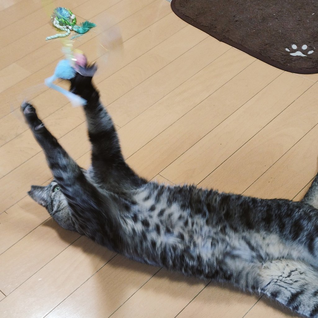 nobu_cat's tweet photo. もっともっと！な、マミーさん😊

#ねこのいる幸せ 
#保護猫 
#ねこ写真 
#マミー 
#きじとら猫 https://t.co/7j6dQ2LdHq