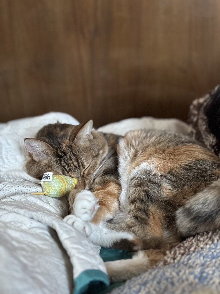 ManeeMyM's tweet photo. Anoche sentí que te subías a la cama, cariñito. https://t.co/Y4m0tDStyv