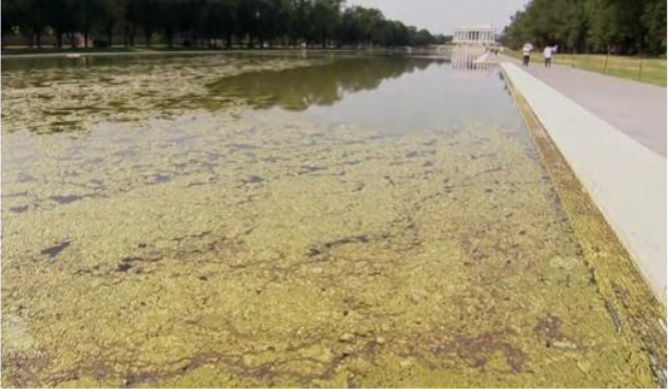 Likeshesays's tweet photo. I have a serious question… What kind of person gets mad that President Trump wanted this cleaned and repaired? 🤣

This is one of the most photographed sites in the entire National Mall — over 25 million visitors a year — and it was literally covered in 10 truckloads of trash, filth, algae, sludge, and leaking infrastructure.

Wanting it restored isn’t political. It’s called basic stewardship of a national landmark.

If you’re angry that someone wanted the Reflecting Pool to look like something other than a swamp… that says more about you than it does about him.

Don't hate beauty-- hate filth.