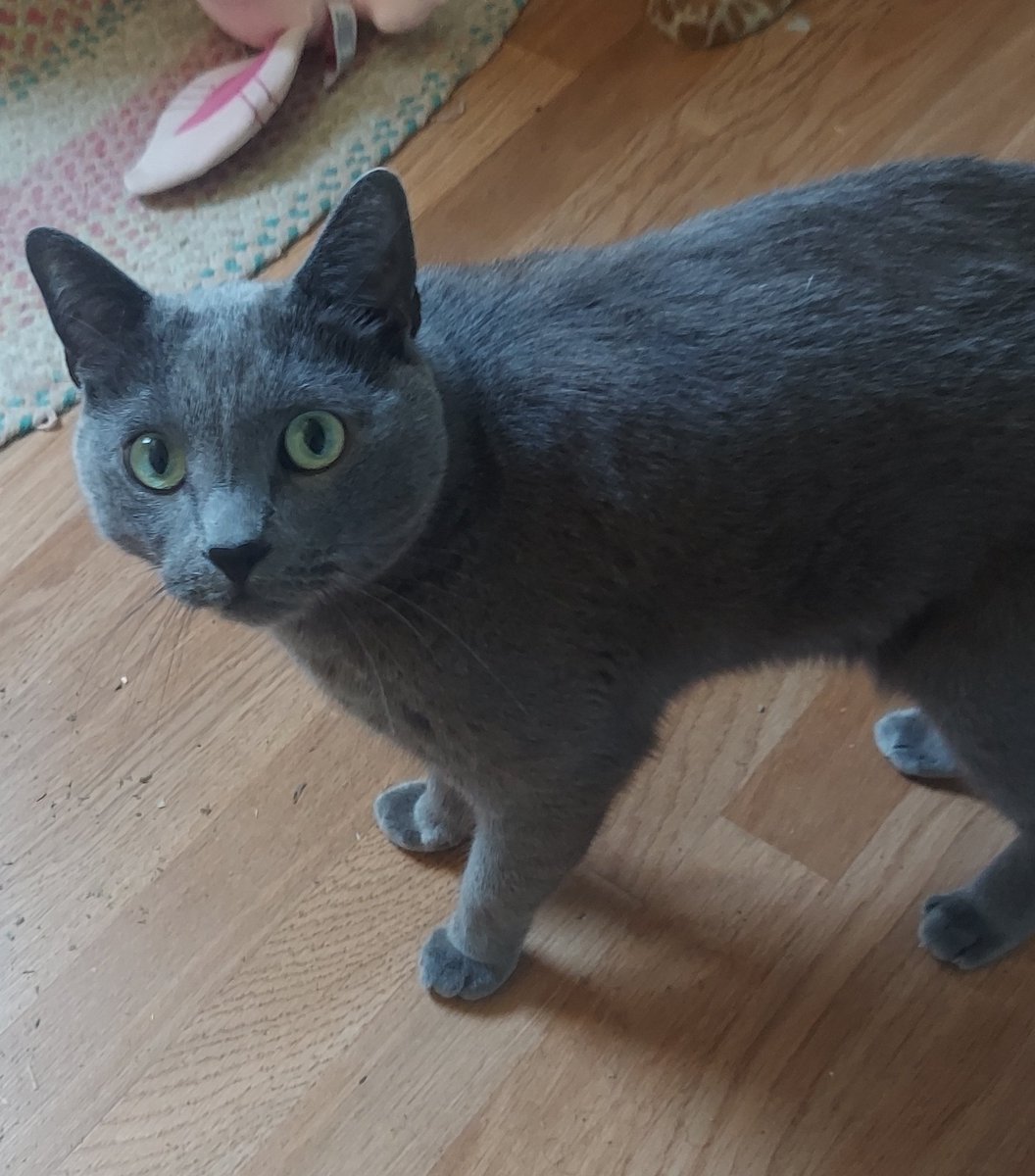 mymarifae's tweet photo. as some of you know, my baby alu got hit by a car last month. he was miraculously okay aside from a broken tooth - but now that tooth needs to be pulled 🥲 he's in more pain every day so i'm going to put my ko-fi below, if anyone can help me pay for the appointment aaaaaaah https://t.co/JuZjQpiYz7