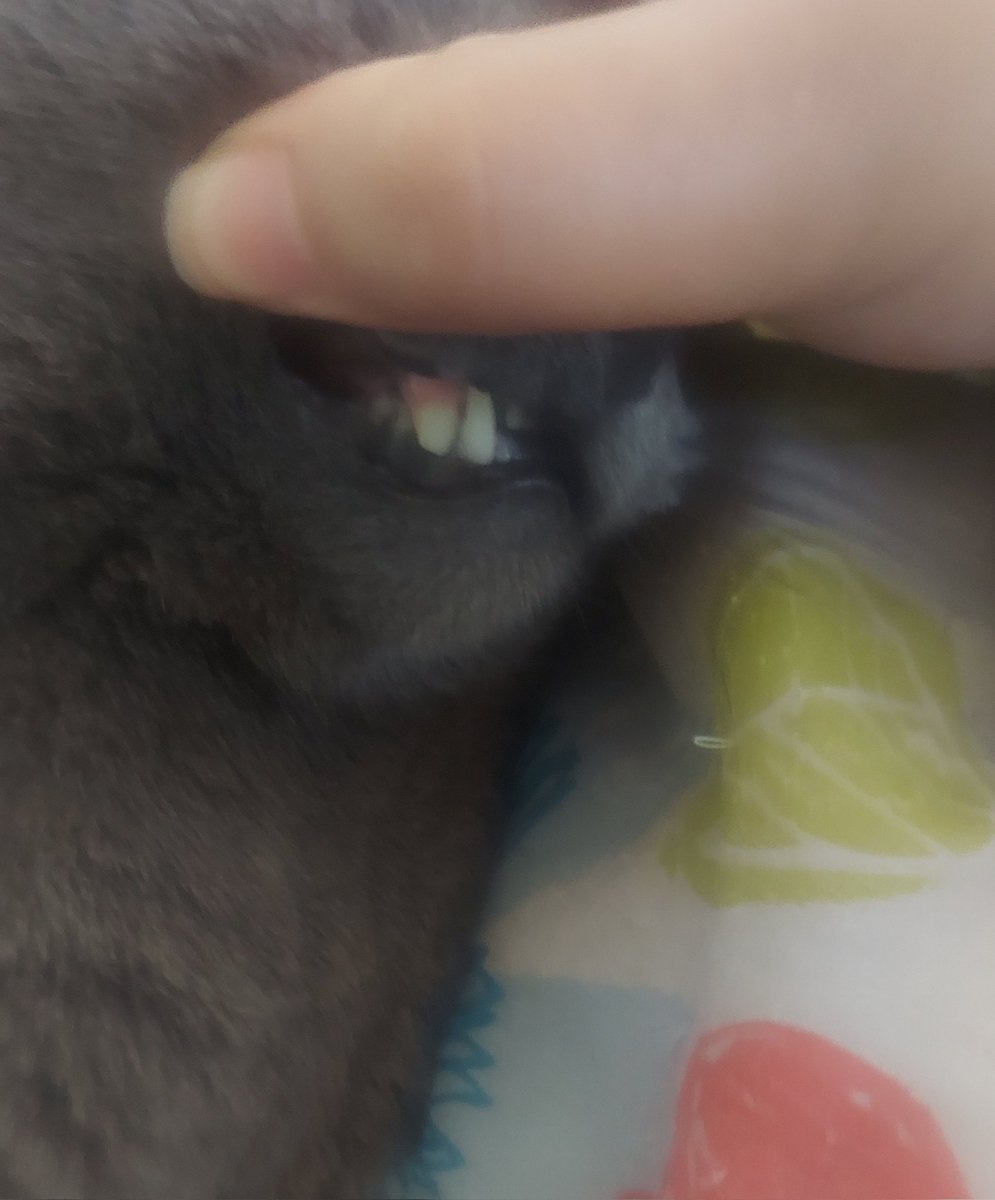 mymarifae's tweet photo. as some of you know, my baby alu got hit by a car last month. he was miraculously okay aside from a broken tooth - but now that tooth needs to be pulled 🥲 he's in more pain every day so i'm going to put my ko-fi below, if anyone can help me pay for the appointment aaaaaaah https://t.co/JuZjQpiYz7