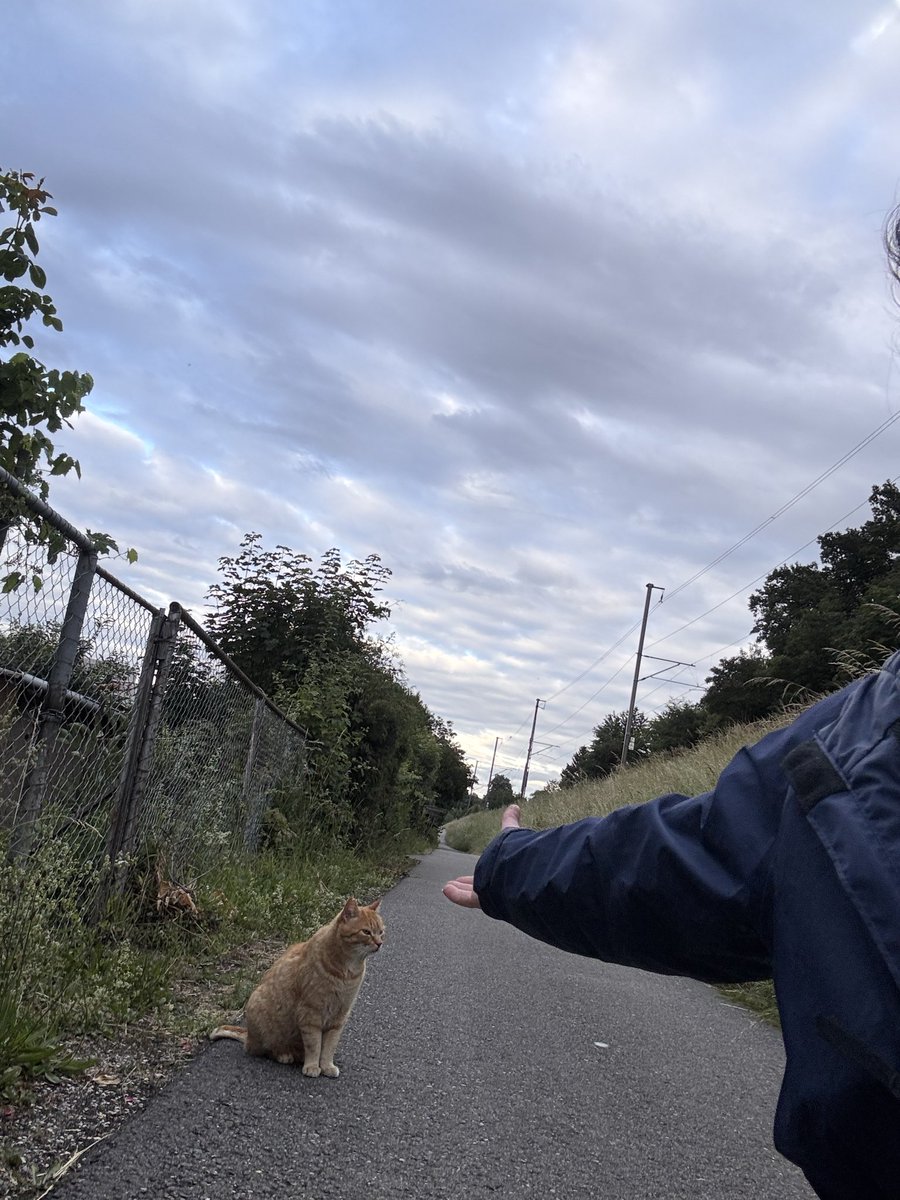 Berjin___'s tweet photo. Derketim meşê, ji bo xwe hevalekî meşê dît Ma ew ne pir xweşik e 🐈🥰 https://t.co/NYRERJGQKi