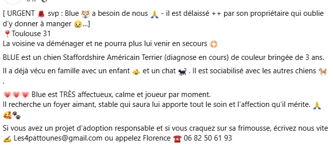 MissingTarn81's tweet photo. 05.06.26 A adopter. #chien Staff. Actuellement à Toulouse. Asso : https://t.co/6XhDjtSgdy #HauteGaronne https://t.co/vc8MXIuhDV