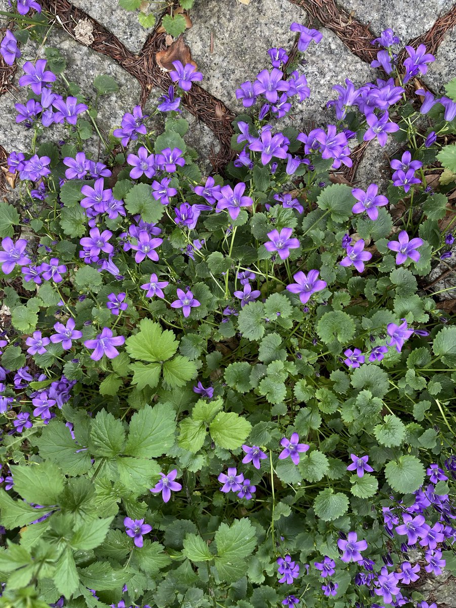 WBolanowski's tweet photo. Dalmatian bellflowers #56days2bday  #203days2xmas https://t.co/PHlM0AY0E3