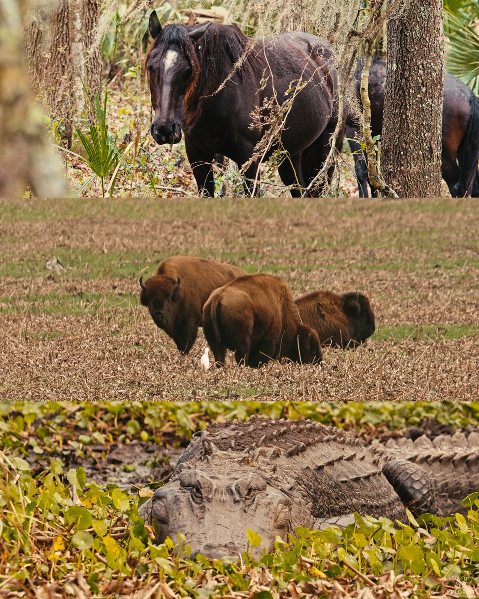 actionxander's tweet photo. To my 25K+ new followers, here's a little about myself!

I am a wildlife photographer and filmmaker who started a non-profit last year in hopes of producing American wilderness stories. I am currently almost a year into filming our Everglades docuseries about tracking down the largest American crocodiles in our Everglades (yes, crocodiles). Our project picked up so much steam last year, it even made it to NatGeo's table before they gave us a polite "no". We are working with some other big name Florida organizations behind the scenes that I'm not allowed to share just yet!

We're also wrapping up an independent film on Paynes Prairie, one of the last wetland prairies in the United States and showcasing the history and charm of the Florida bison and Spanish horses all with the backdrop of North Florida's beauty.

I am an Average Joe doing all of this while working a 9-5 (Pacific hours so it's more like a 10-6). Any chance I get, I strive to be an early riser throughout the week and especially on the weekends to maximize my time in the field. Thrilled to have you guys along for the ride!