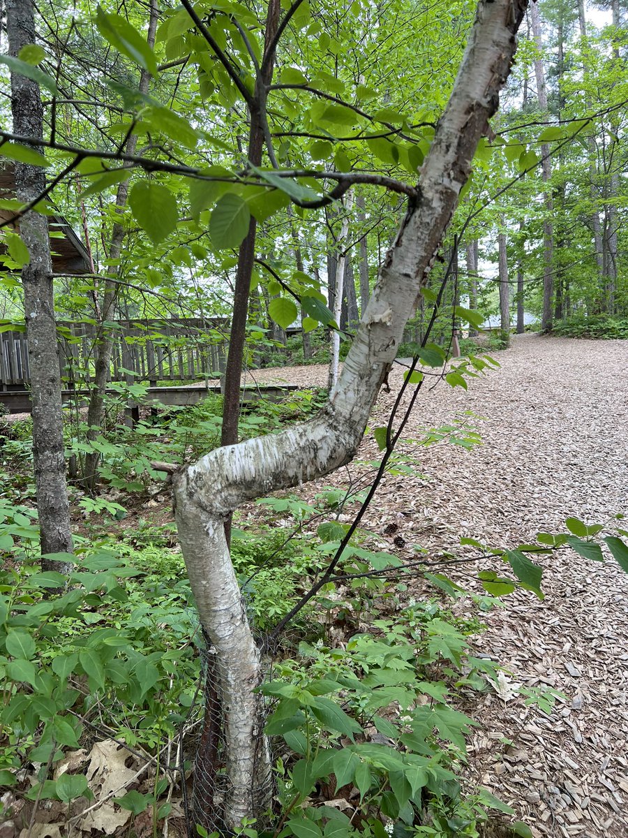PamMarjerrison's tweet photo. June 5, 2026 haiku #4 reflects on unusual tree

Bent birch gives one pause
Must be a reason, a cause
May be just because https://t.co/ZrKK5wZnMi