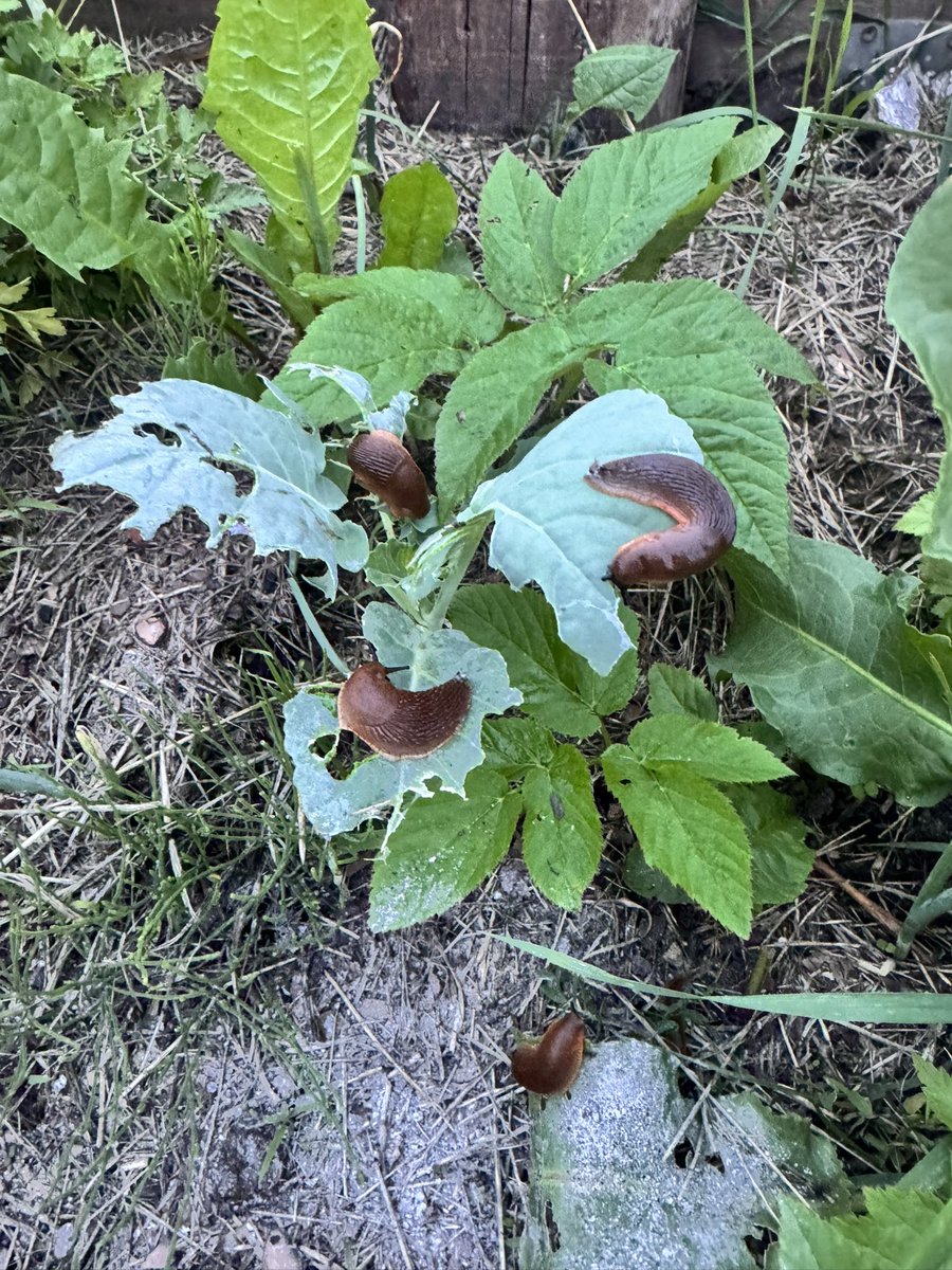 poison_ivy_ua
