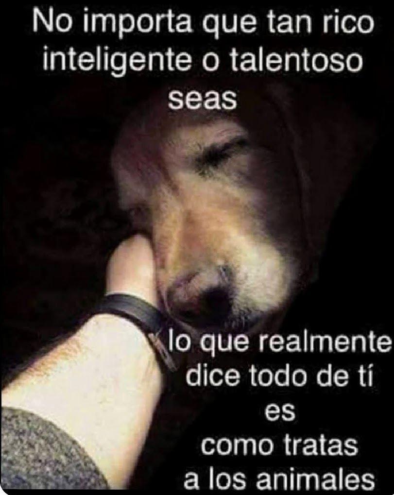 Perrosenlacalle's tweet photo. https://t.co/7Xh9OSUZza