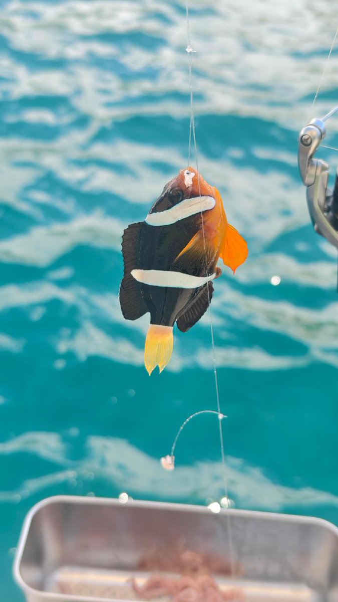 Kelly_Humorous's tweet photo. What kind of fish is this? It looks a lot like a clownfish. https://t.co/Ge0uZjWQ5D