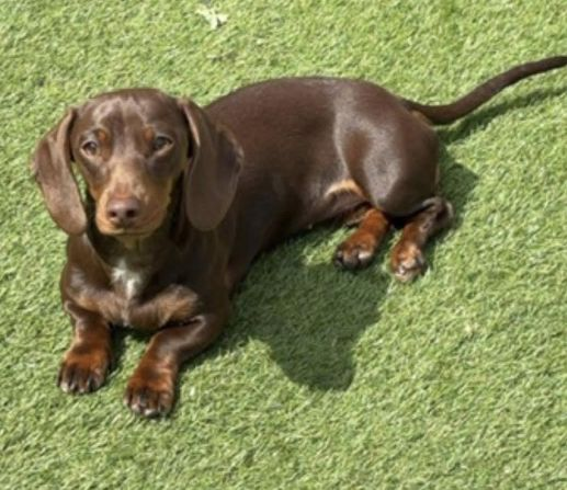millypod1's tweet photo. 🆘4 JUNE 2026 #Lost Bonnie #ScanMe
Dachshund Female
Y Fron #Johnstown #Wrexham #LL14
#Wales #NorthWales
Newly adopted Bonnie has escaped from home. If seen please could you call us and do not approach.  ☎️07956 918871 /07960 859962
https://t.co/qGSQCHvmIH https://t.co/HOtz22b2d3