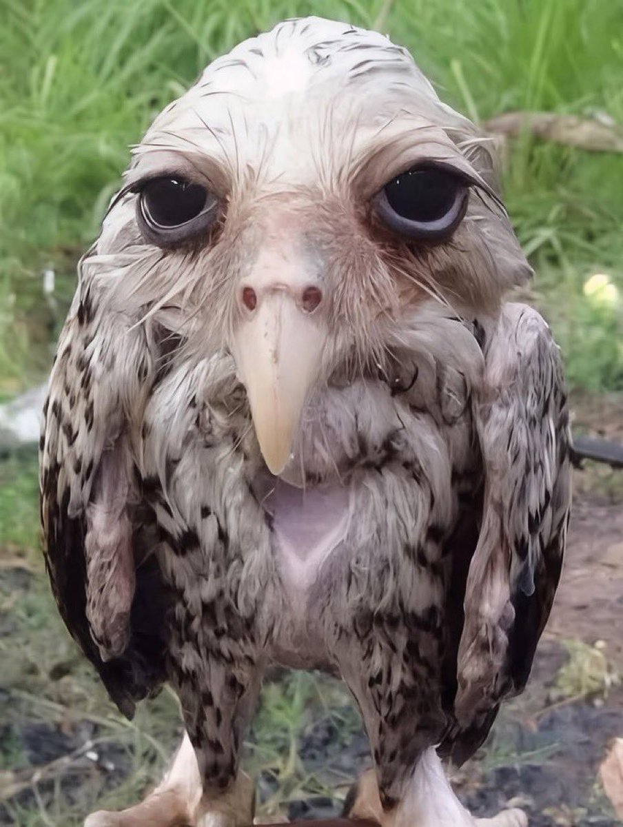 ths0002's tweet photo. How Ole Miss looks at you when you tell them they have to stay at a hotel 15 mins down the road https://t.co/4EakIk699f