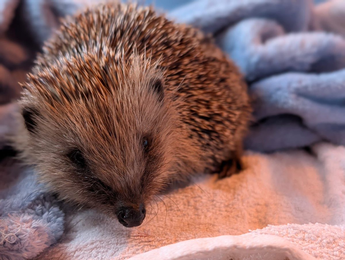 CaerphillyHog's tweet photo. Raymond was admitted on 24/5, 390g.  He was found out in the day which is usually a sign they need help. Heavy burdens of capillaria, crenosoma and fluke were detected.  Raymond is steadily putting on weight and showing signs of improvement.
#hedgehog #wildlife #Raymond https://t.co/FIEVRhyQLd
