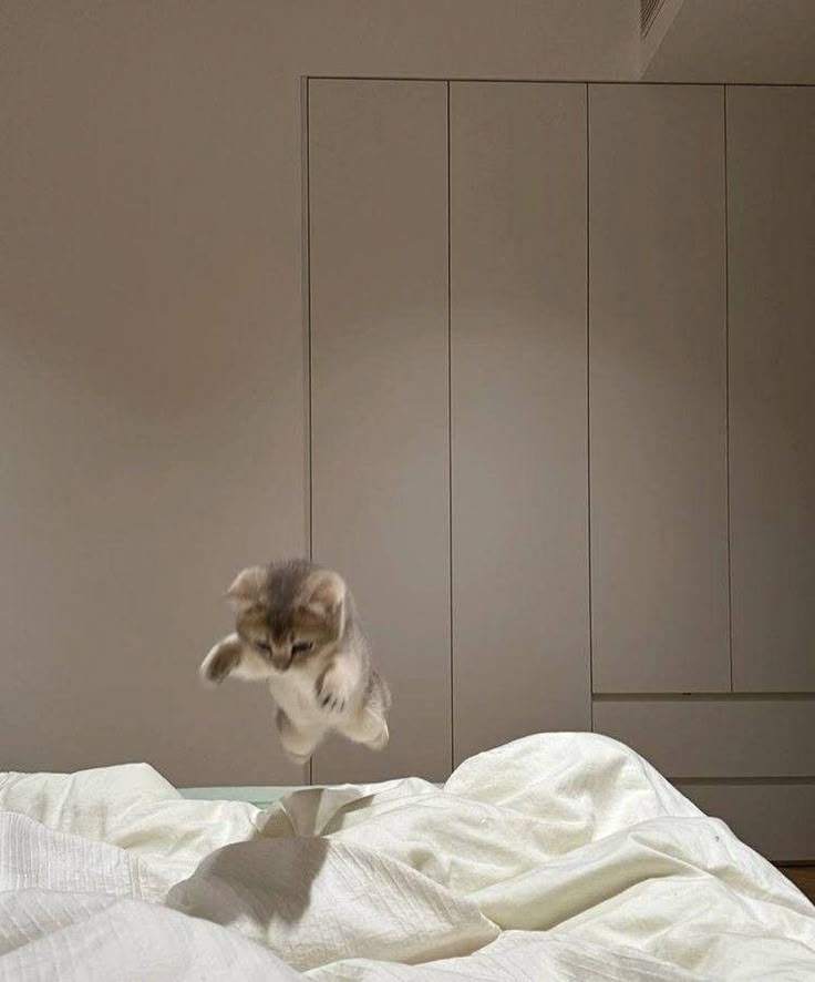 fromis_cats's tweet photo. kitty jump!

#fromis_9 #프로미스나인 
#Seoyeon #이서연 https://t.co/yLhswDgNdj