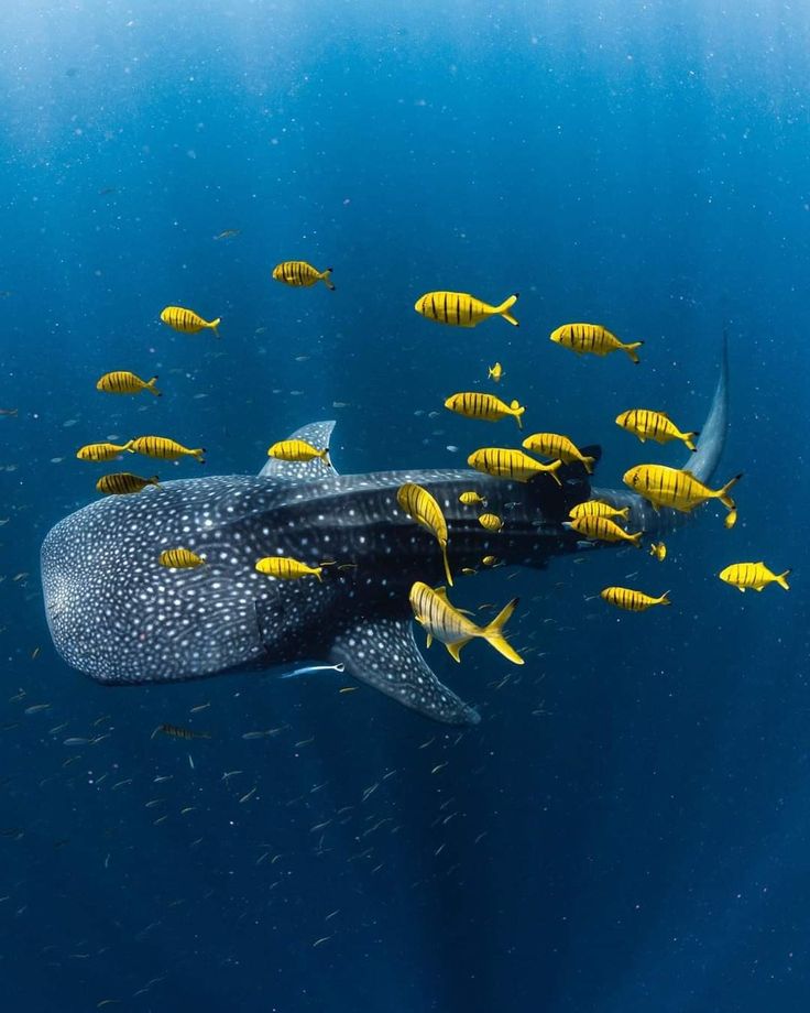 BlueOcean3276's tweet photo. Underwater sea life 🪸 https://t.co/rWYu7GXjws