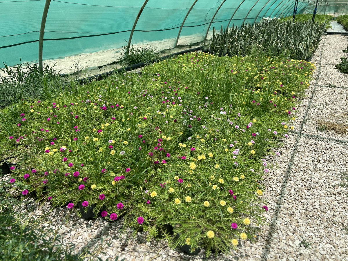 alrafieafarm's tweet photo. 🍃 نبتة #صباح_الخير
 
من العصاريات، أزهارها تأتي بألوان كالأحمر والأبيض والأصفر، من محددات التربة تعشق الضوء، تجود زراعتها في الخارج ومناسبة لزراعتها داخلياً

الصنف: #نبتة_صباح_الخير
الارتفاع: 20-30 سم
الحوض: مركن 16 سم
السعر: 10 ريال 🇸🇦

#مشتل_الرفيعة بـ #الاحساء 🌴
🚩خصم للجملة https://t.co/ny1O7vbch3