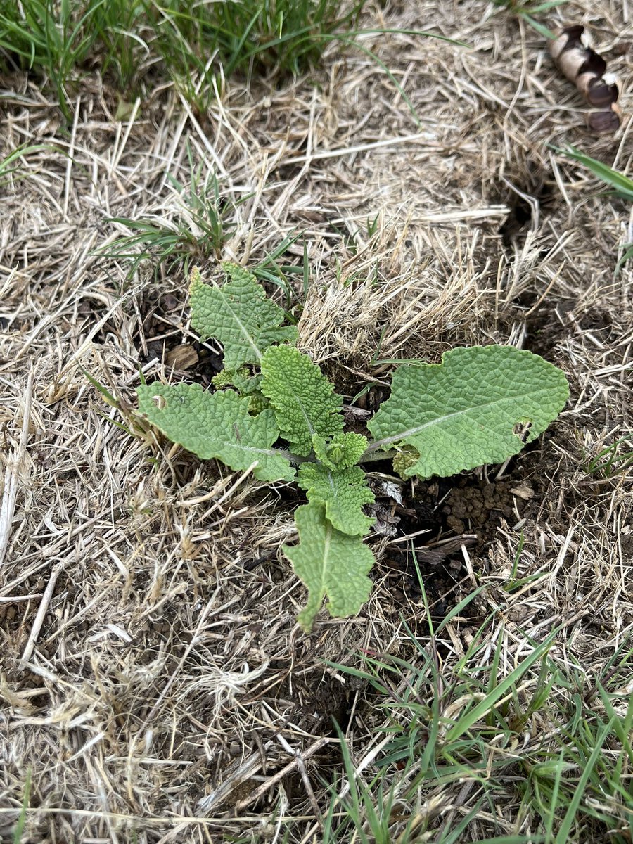 DuncanWestbury's tweet photo. Very pleased how this new patch of wild clary is developing, thanks a lot to the recent wet weather! #EveryCloud @gloswildlife https://t.co/QrRNL2S2Jy