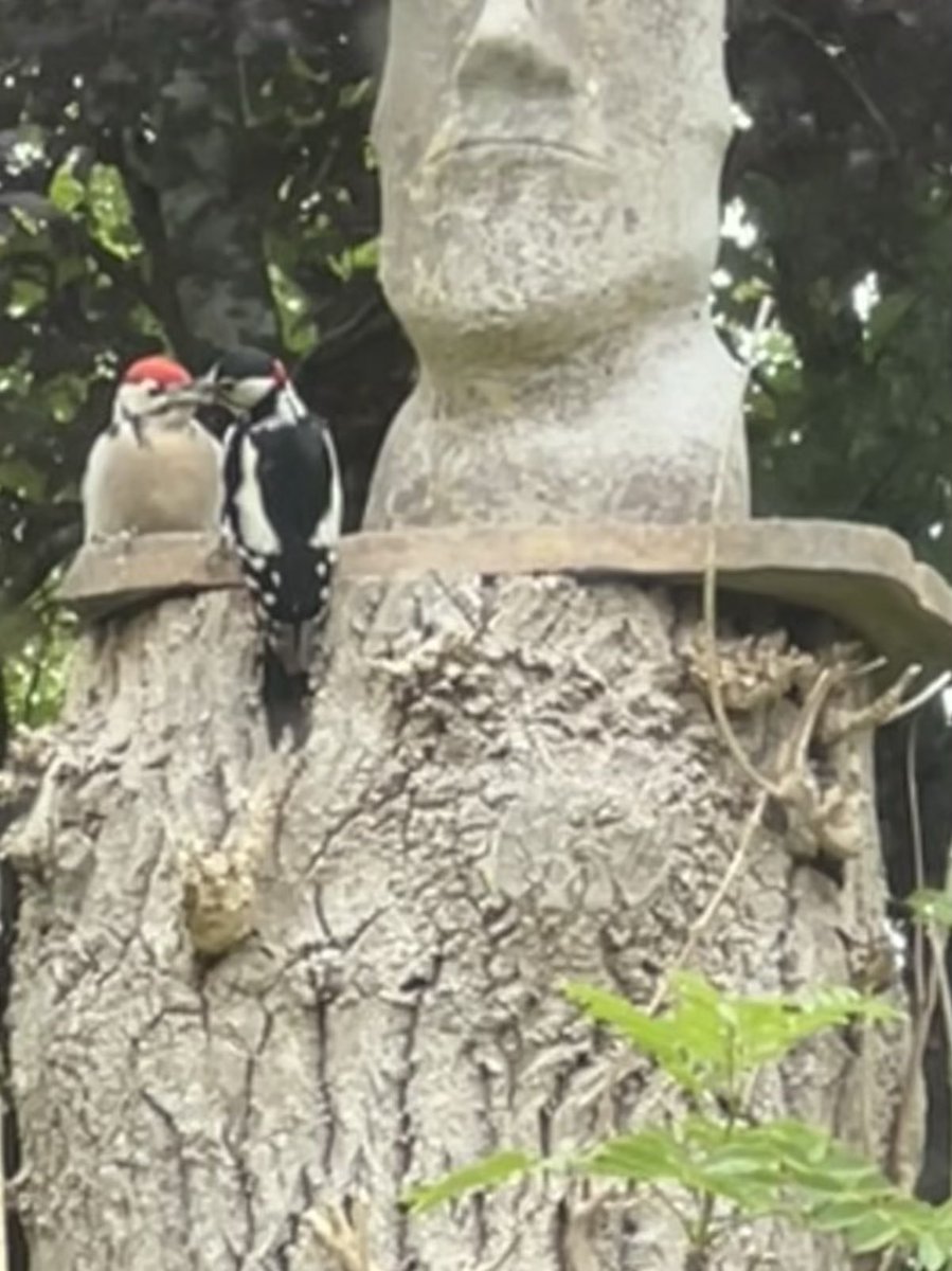 guardian442's tweet photo. The greater spotted woodpecker feeding it’s offspring in the garden today #woodpecker @RSPBEngland @BTO_GBW @CanalRiverTrust @BirdGuides https://t.co/qbE6jRJEQp