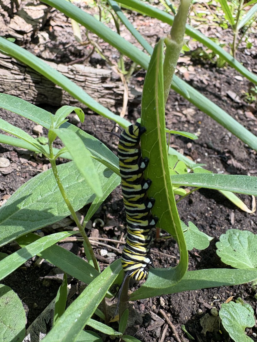 freebee217's tweet photo. Started growing milkweed a few years ago. They have finally arrived https://t.co/ab0FidbOUH