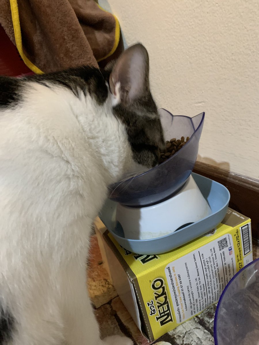 Polyflower26's tweet photo. @cat1nsoul ส่วนนี่ตื่นมาก็หิวเลยยยยย 🤣🤣🤣 https://t.co/qMf4a9zbCx