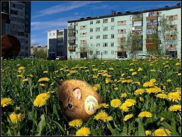 Чучпак 🌾⚙️ tweet media