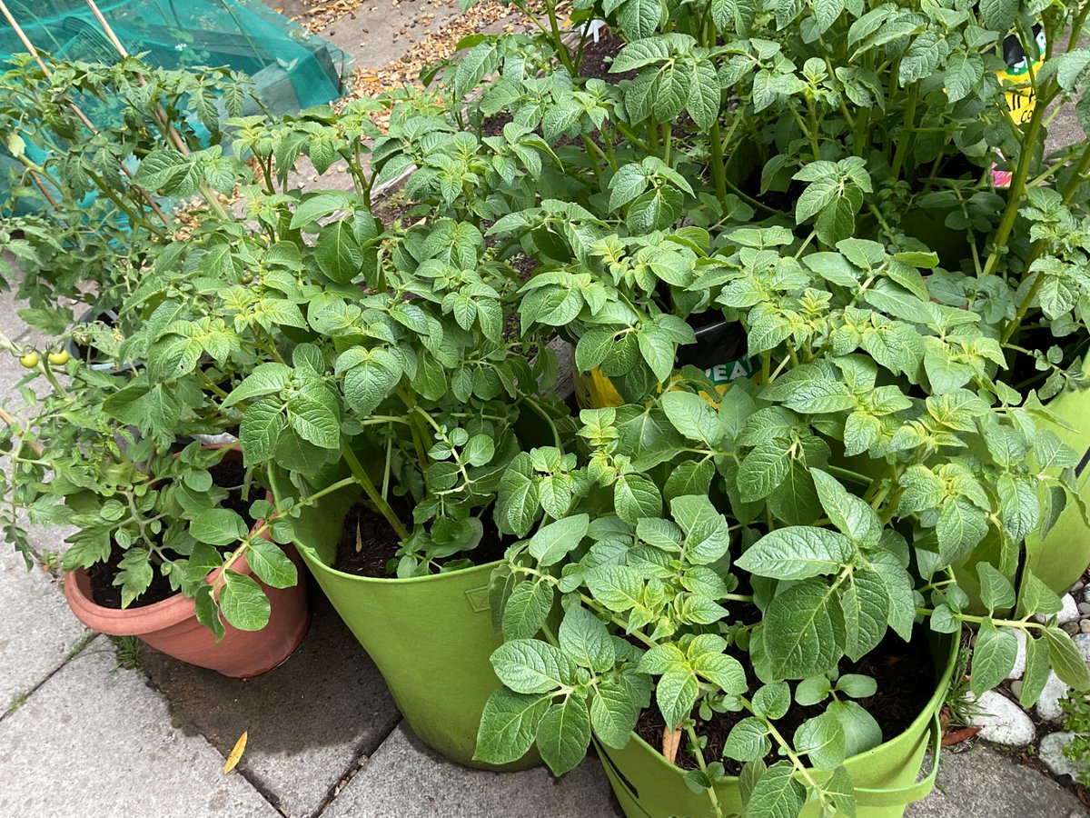 ElmClass_OLOL's tweet photo. Some pictures of how our allotment is coming along! It's so exciting to see our fruits and vegetables growing! The KS1 flowers also look beautiful in our new planters! Lovely to celebrate, especially on World Environment Day!  Thank you Eco Club! #EcoCouncilOLOL @ololprimary_HT https://t.co/VZmpROcnJp