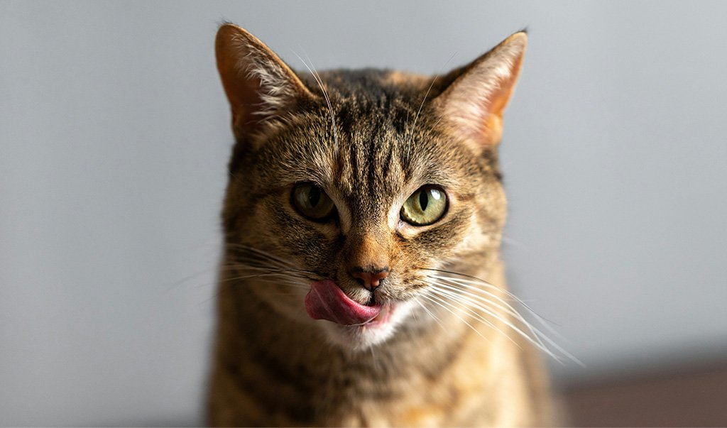 GreenPawsChi's tweet photo. Struggling to figure out the right diet for your cat? Learn more about the benefits of wet and dry food, how much to feed them, and some recommendations for the best food for your cat on our blog: https://t.co/4P5GsLIGYY https://t.co/LoDFAFp5mM