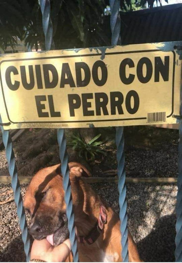 poresst's tweet photo. el hecho de q haga calor y lalardo este despierto esq grite a cualquier momento CUIDADO CON LA TORTUGA https://t.co/4YGFR6RaNU