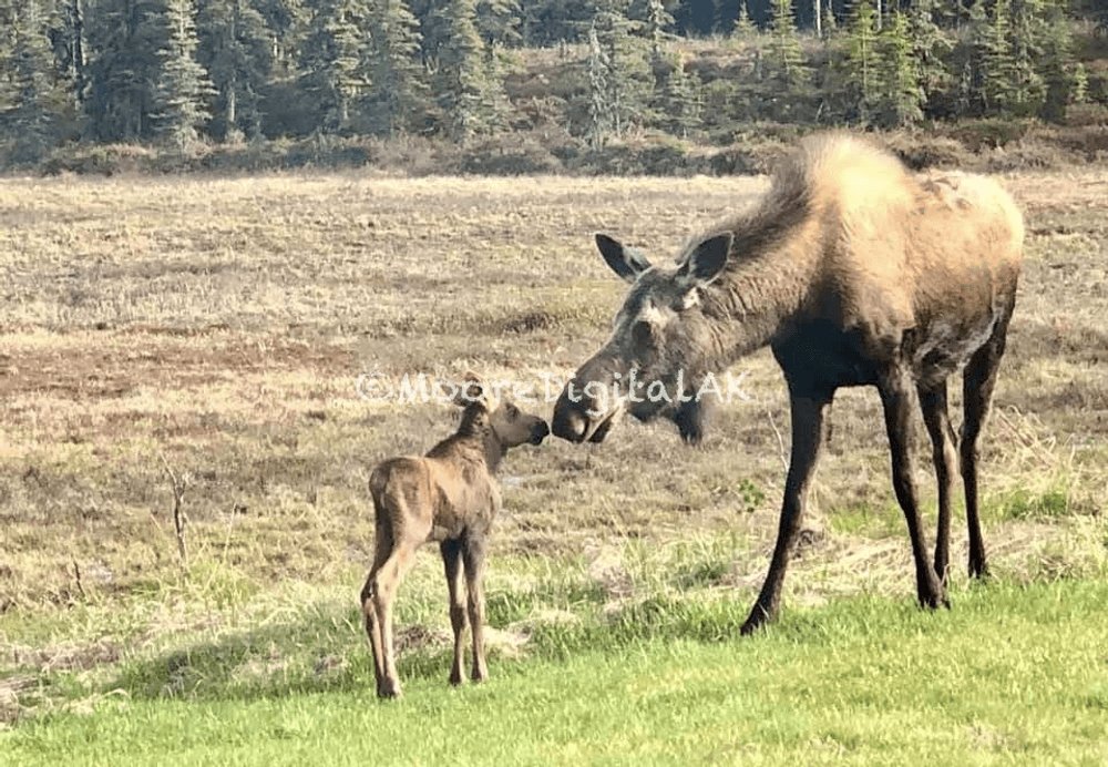 MooreDigitalAK's tweet photo. A mother moose deciding my front window was the absolute perfect spot to nuzzle her calf. No posing required, just pure Alaska patience on full display outside the glass. #MooreDigitalAK https://t.co/FX1Y97EOJ4