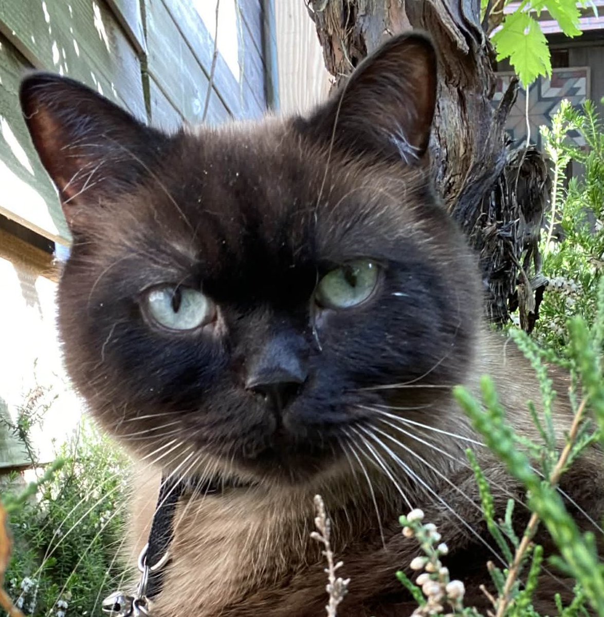 SnowshoesSIL's tweet photo. Onkse oppas Ossie is siellug  Allle tandjes er uit🦷🦷🦷 z’n kaak bot was errug sleggg  😿 t gaat goed. Smikkelt al weer n beetie    (Kosten.. .?  €1300,-)  alles voor Oscar over he😻 https://t.co/RxBaUpLdku