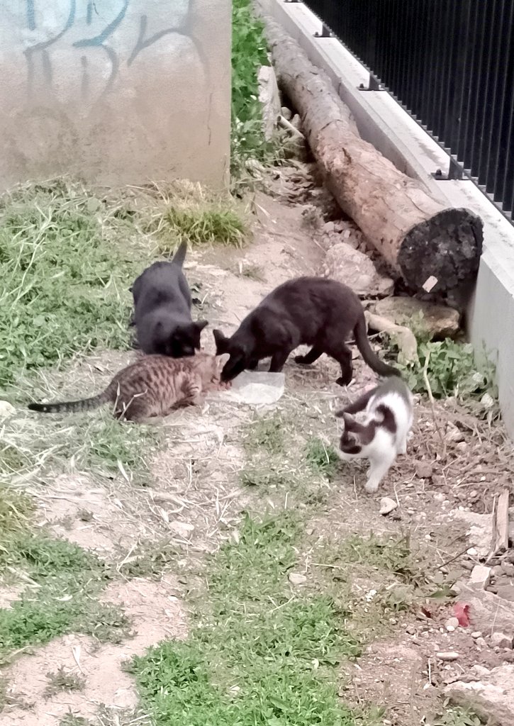 BerislavB's tweet photo. Danas sam najprije vidio Malu Mini Meee, kasnije staru majku Malu Meee od Biblioteke, a onda sam ih pozvao i - odnekud su izbauljali sa dvoje malaca 😍 uglavnom, tu su... Večera uz preglasnog DJ-a sa krova Doma omladine, ali dobro... Stomačići su puni. https://t.co/XiDqTHSdm1