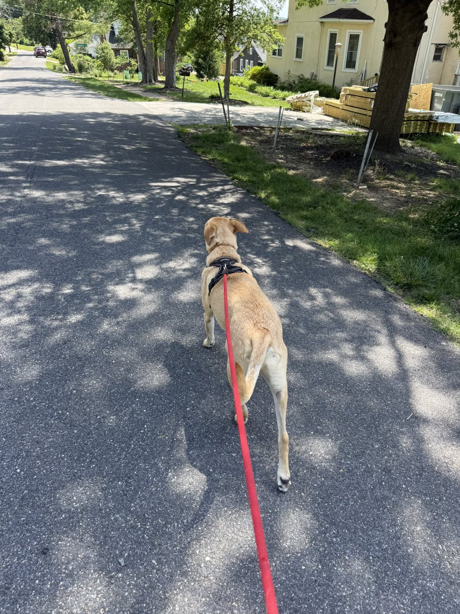 20kSteps's tweet photo. Woof #underdogcardioclub https://t.co/71E0ix3pYh