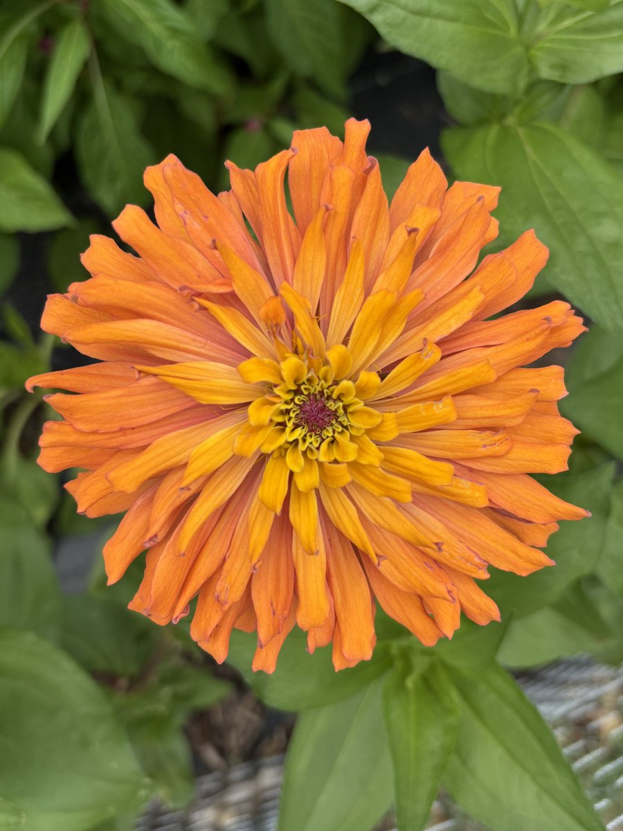judaidone's tweet photo. Update: I have a big Zinnia Agave smile now https://t.co/AR2eMfcPNq