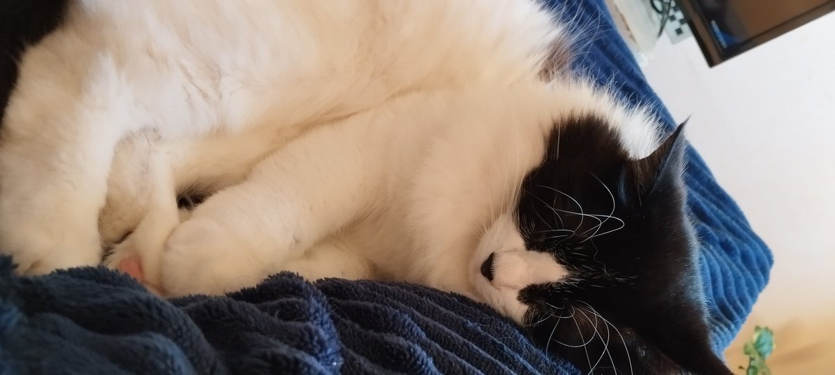 brunezzi's tweet photo. como não chorar quando esse ANJO vem pro meu colo dormir porque ela sente que eu sou um local seguro que a faz se sentir feliz

ela mostra a barriguinha porque ela não se sente vulnerável
meu colo é onde ela ronrona porque eu sou o porto seguro dela https://t.co/Qm8tCWJIMS