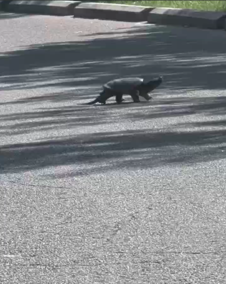 SmytheParkTO's tweet photo. We are so happy to announce that our first turtle nest was protected this morning. Thank you Turtle Protectors for caring for the turtles in Smythe Park!
If you see a turtle on the land please contact the Turtle Hotline at 647-491-4057 https://t.co/liP7N2IwKa