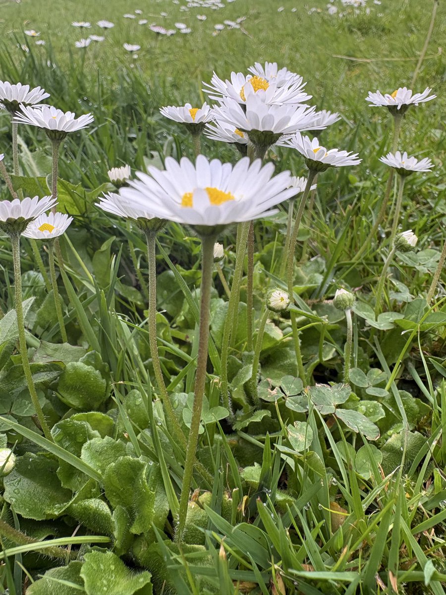 apirie2104's tweet photo. @jjmmli #flowerfriday https://t.co/zEYlMKBGRc