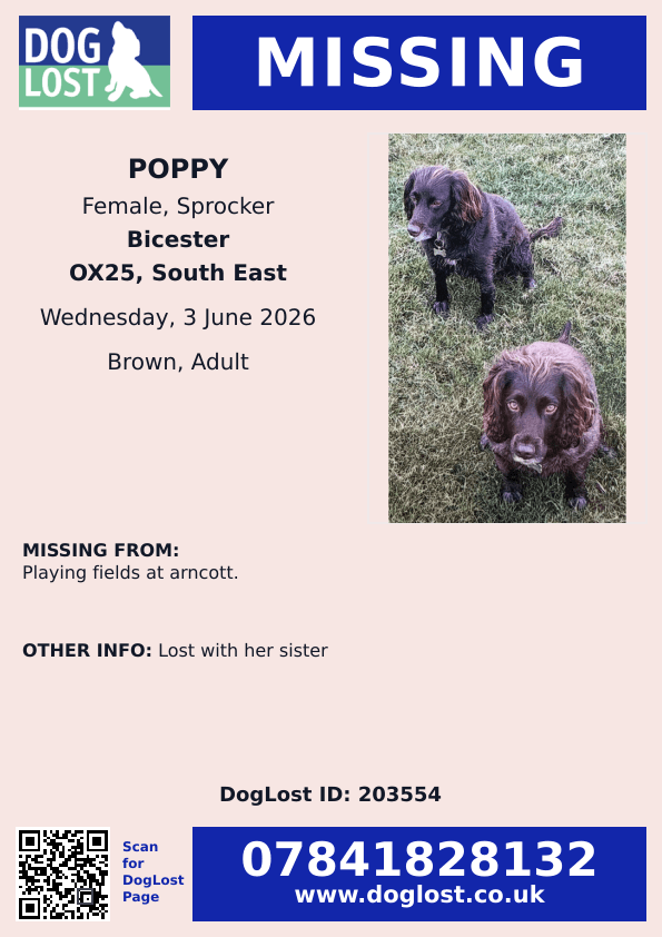 millypod1's tweet photo. 🆘3 JUNE 2026 #Lost #ScanMe
2 Sprockers BOTH Female
Playing fields at #Arncott #OX25 #Piddington 
County #Bicester #Oxfordshire
https://t.co/1mLyYxNQ6Q https://t.co/rmisipGEdU